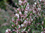 torns and flowers on this Colletia